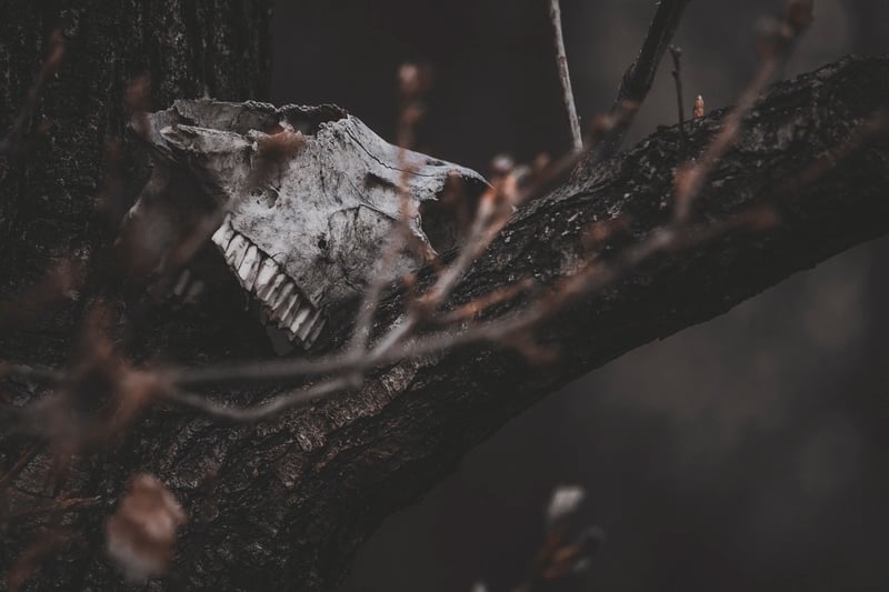 Spooky forest
